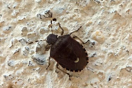 Réf. 86 794 : Holcostethus sp.