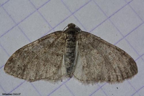 Réf. 86 010 : Lobophora halterata