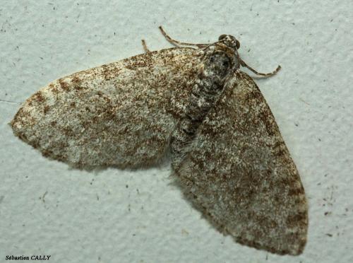 Réf. 86 011 : Lobophora halterata