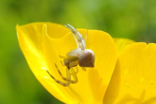 Réf. 86 325 : Thomisus onustus