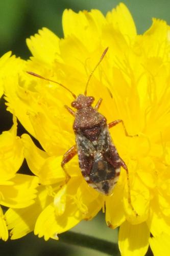 Rhopalus subrufus