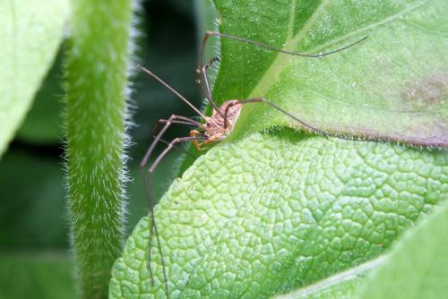 Phalangium opilio
