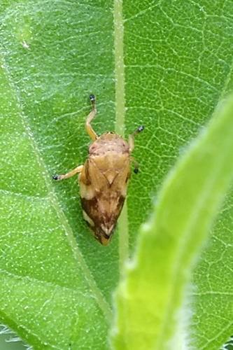 Philaenus spumarius