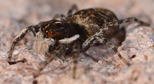 Réf. 86 206 : Menemerus sp.