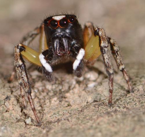 Habrocestum papilionaceum