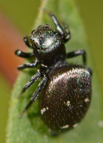 Heliophanus kochii
