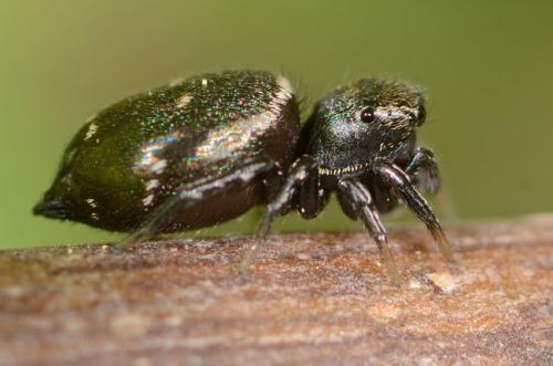 Réf. 86 077 : Heliophanus kochii