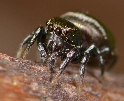 Heliophanus kochii