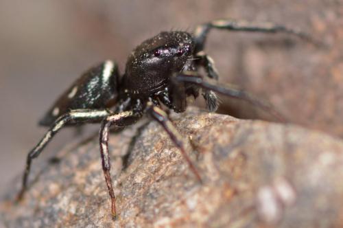Heliophanus kochii