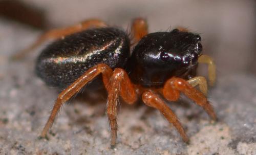 Réf. 86 382 : Chalcoscirtus sp.