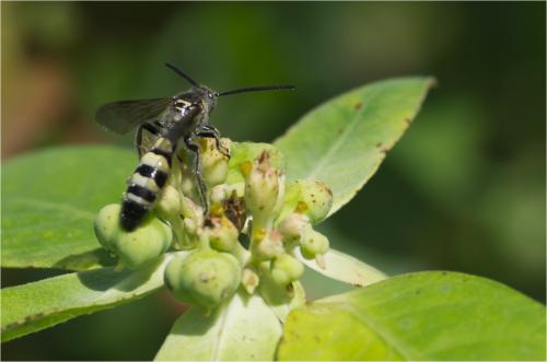 Dielis dorsata