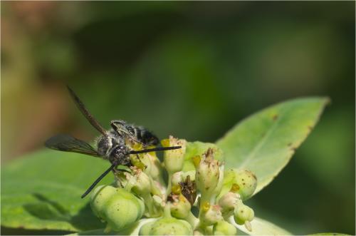 Dielis dorsata