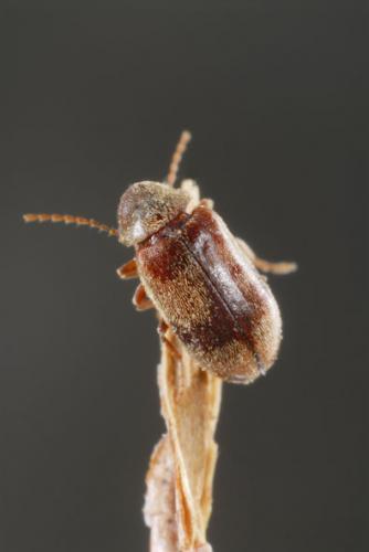Réf. 86 250 : Ochina ptinoides