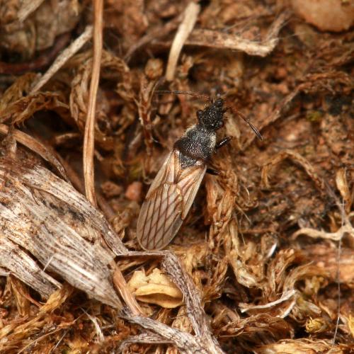 Microplax interrupta
