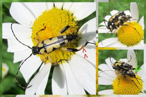 Rutpela maculata