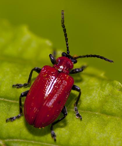 Réf. 86 818 : Lilioceris lilii