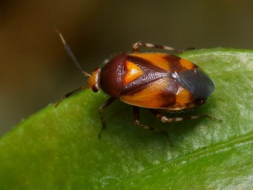 Réf. 86 196 : Deraeocoris schach