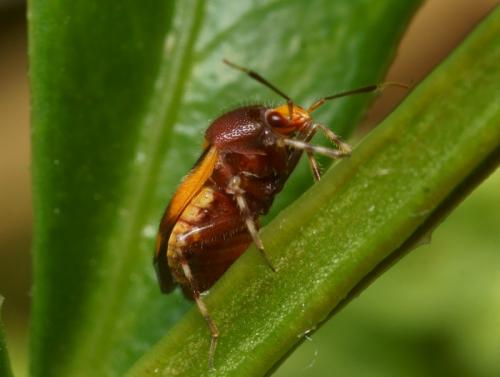 Deraeocoris schach