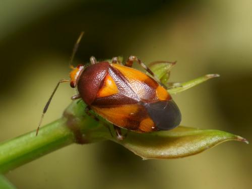 Réf. 86 199 : Deraeocoris schach