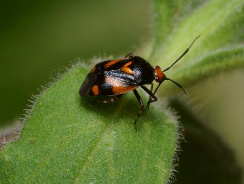Deraeocoris schach