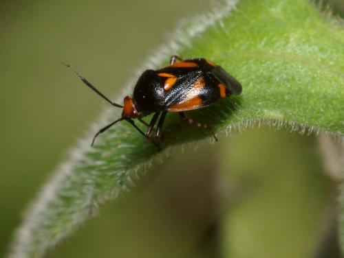 Deraeocoris schach