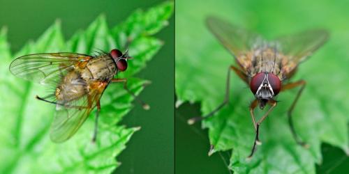 Helina sp.