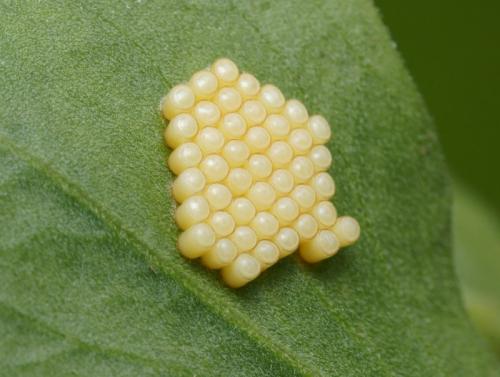 Nezara viridula