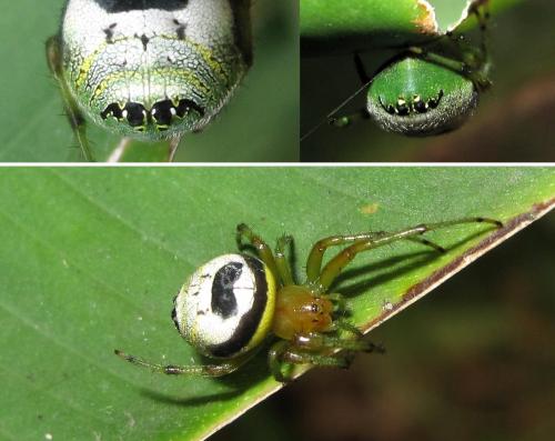 Araneus mitificus