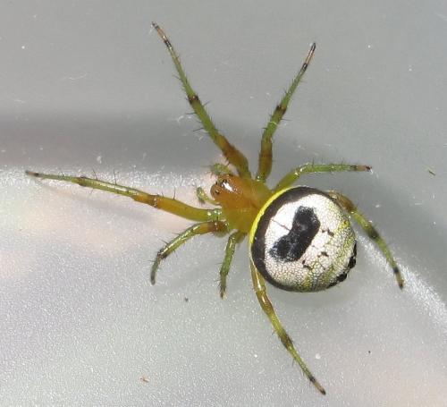 Araneus mitificus