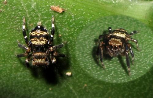 Réf. 86 958 : Thorelliola ensifera