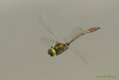 Cordulia aenea
