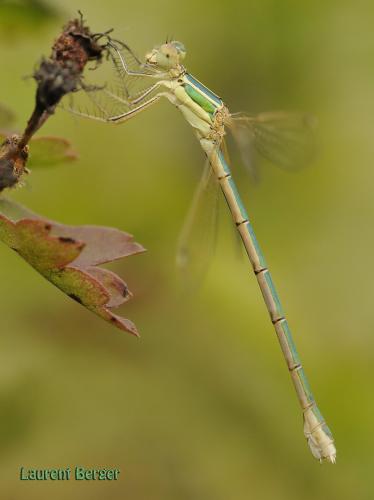 Lestes barbarus