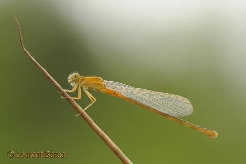 Réf. 86 685 : Ischnura pumilio