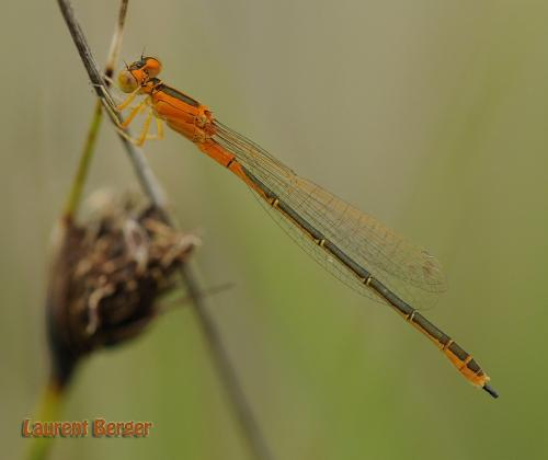 Ischnura pumilio