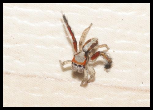 Réf. 86 802 : Saitis barbipes