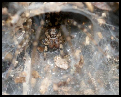 Réf. 86 552 : Tegenaria sp.