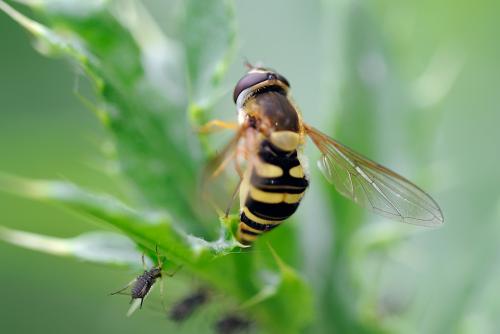 Réf. 86 172 : Syrphus ribesii