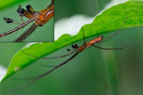 Tetragnatha sp.