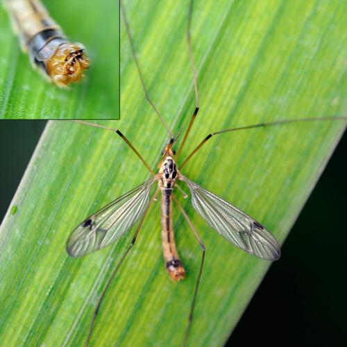 Nephrotoma quadrifaria