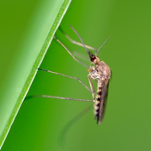 Réf. 86 406 : Aedes sp.