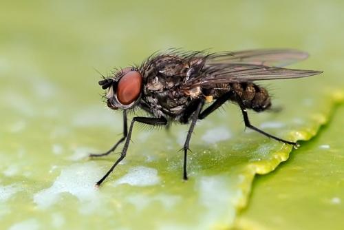 Réf. 86 434 : Delia platura