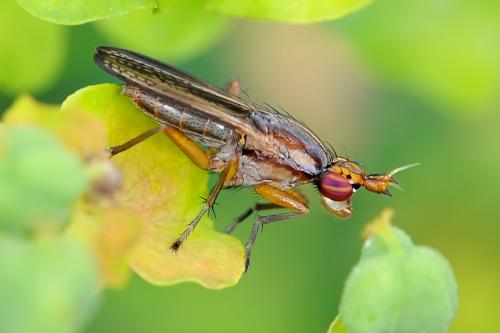 Limnia unguicornis