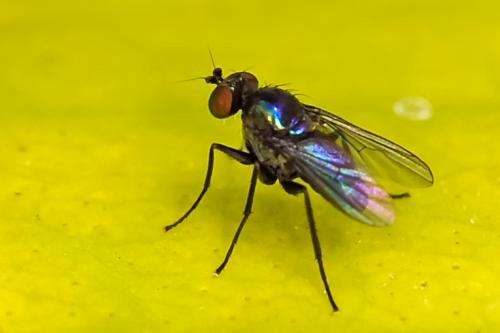 Chrysotus sp.