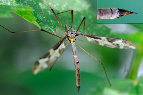 Tipula maxima