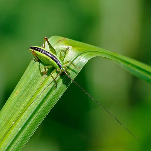 Réf. 86 738 : Conocephalus sp.