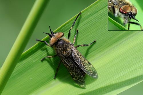 Haematopota sp.