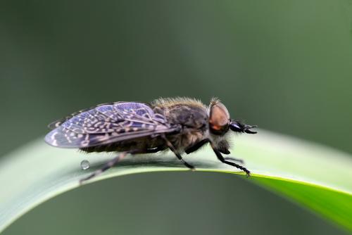 Haematopota sp.