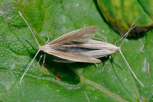 Coleophora sp.