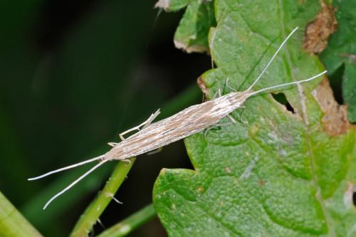 Coleophora sp.