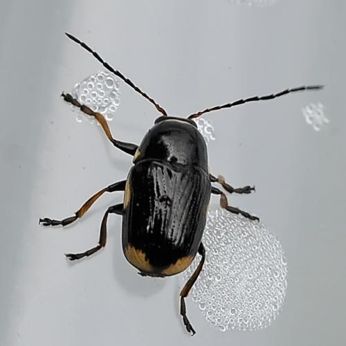 Réf. 86 918 : Cryptocephalus moraei